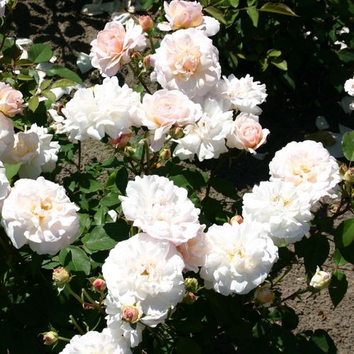 Alb cu centrul crem - Trandafir copac cu trunchi înalt - cu flori tip trandafiri englezești - coroană tufiș